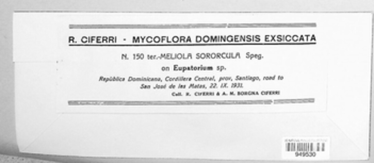 Appendiculella sororcula image